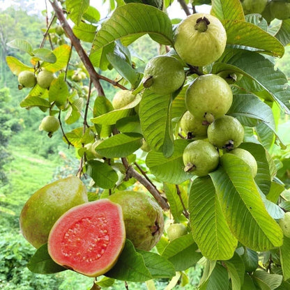 Organic Guava Seeds 🌱 + Free Pot Mix – Grow Fruit in your balcony, patio, rooftop or garden🌿 100 g