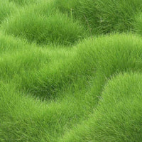 Grass Seeds Hybrid Best For Your Beautiful Home Gardening Pack of 1 (100 seeds) - Image 3