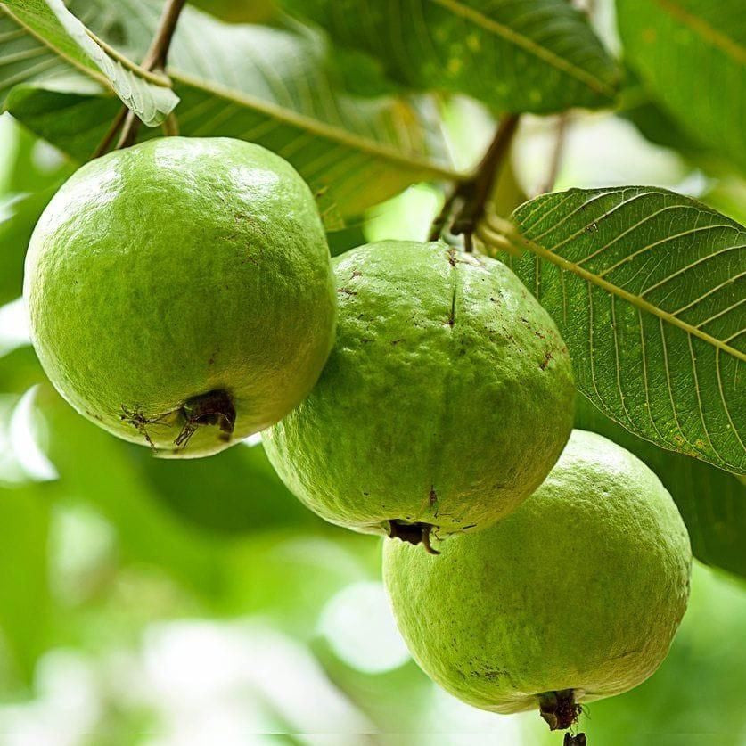 Organic Guava Seeds 🌱 + Free Pot Mix – Grow Fruit in your balcony, patio, rooftop or garden🌿 100 g