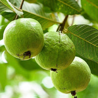 Organic Guava Seeds 🌱 + Free Pot Mix – Grow Fruit in your balcony, patio, rooftop or garden🌿 100 g - Image 4