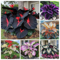 Black Hosta Seeds + 100g Organic Potmix Free - Image 6
