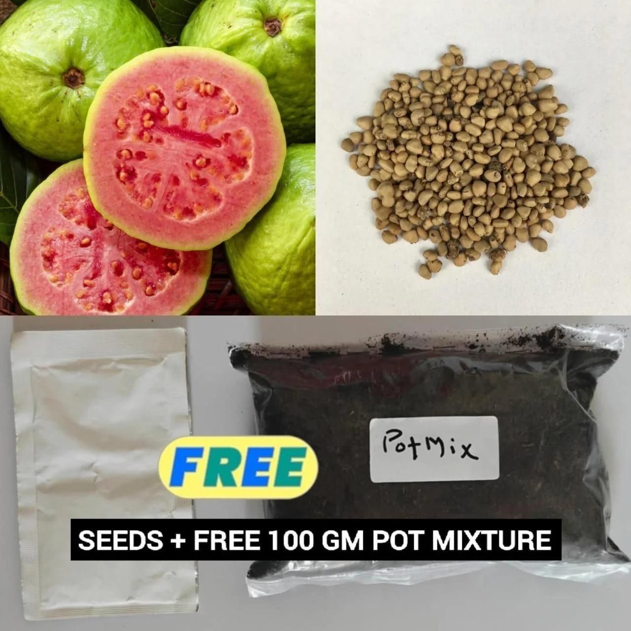 Organic Guava Seeds 🌱 + Free Pot Mix – Grow Fruit in your balcony, patio, rooftop or garden🌿 100 g