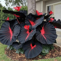 Black Hosta Seeds + 100g Organic Potmix Free - Image 7