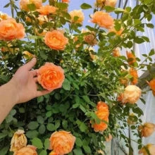 EverBloom Climbing Roses Seeds