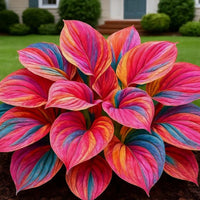 Black Hosta Seeds + 100g Organic Potmix Free - Image 3