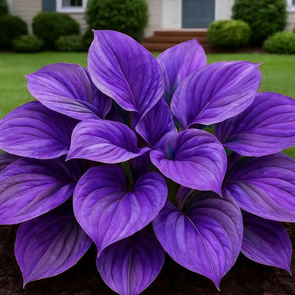 Black Hosta Seeds + 100g Organic Potmix Free