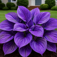Black Hosta Seeds + 100g Organic Potmix Free - Image 1