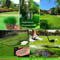 Grass Seeds Hybrid Best For Your Beautiful Home Gardening Pack of 1 (100 seeds) - Image 1