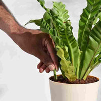 Plant Grow Fertilizer Sticks For Plants - 25 Stick - Image 1