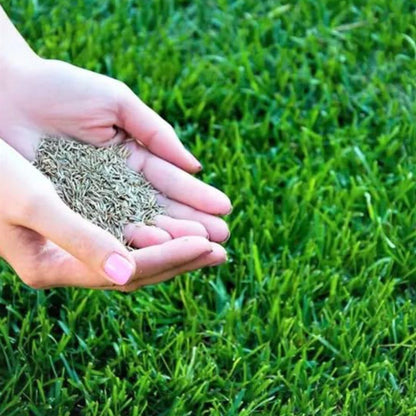 Bayaari™ Imported Hybrid Grass Seeds | Fast Germination (5–10 Days) | Perfect for Home Lawns, Terrace & Balcony Gardens