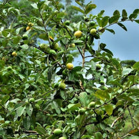 Organic Guava Seeds 🌱 + Free Pot Mix – Grow Fruit in your balcony, patio, rooftop or garden🌿 100 g - Image 5