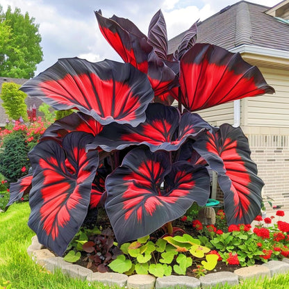 Black Hosta Seeds + 100g Organic Potmix Free