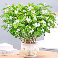 Double Jasmine Seeds - Image 3