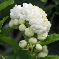 Double Jasmine Seeds - Image 4