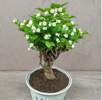 Double Jasmine Seeds - Image 1