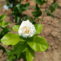 Double Jasmine Seeds - Image 5