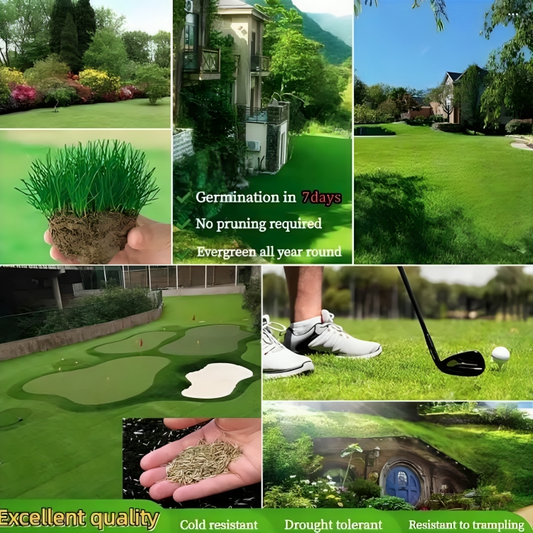 Bayaari™ Imported Hybrid Grass Seeds | Fast Germination (5–10 Days) | Perfect for Home Lawns, Terrace & Balcony Gardens