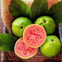 Organic Guava Seeds 🌱 + Free Pot Mix – Grow Fruit in your balcony, patio, rooftop or garden🌿 100 g - Image 2